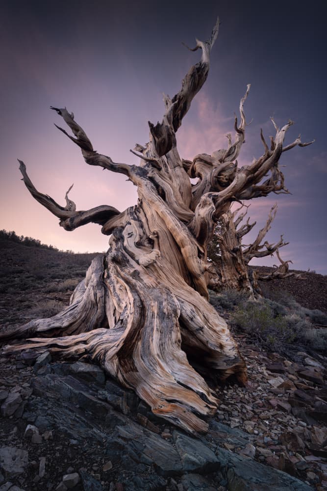 Ancient Bristlecone Twilight by Karol Nienartowicz — canvas wall art