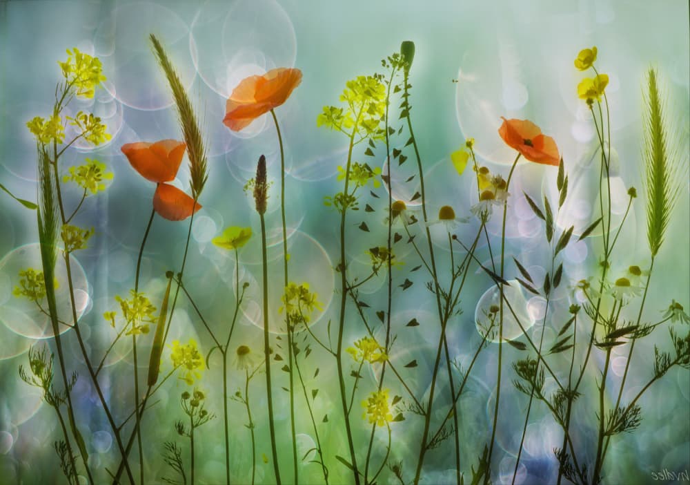 Dreamy Poppies Meadow by Hilda van der Lee — canvas wall art