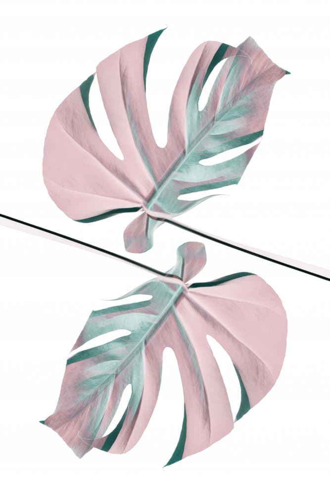 Mirrored Pink Monstera by Pictufy Studio III — canvas wall art