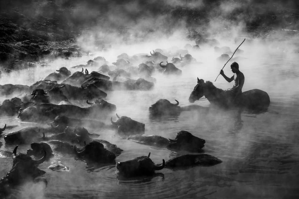 Misty Buffalo Herding by Ummu Nisan Kandilcioglu — canvas wall art