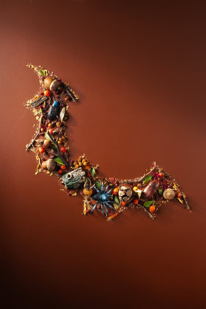 Autumn Bat Curiosities by Dina Belenko — canvas wall art