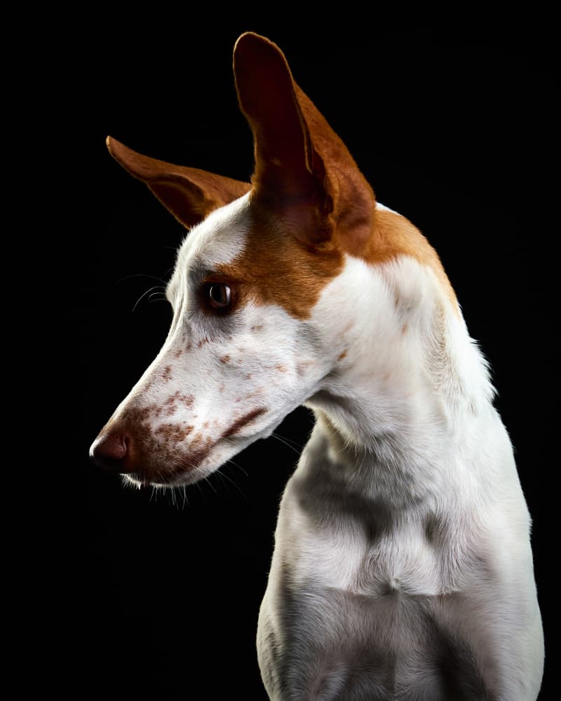 Noble Hound Portrait by Javier del Puerto Photography — canvas wall art