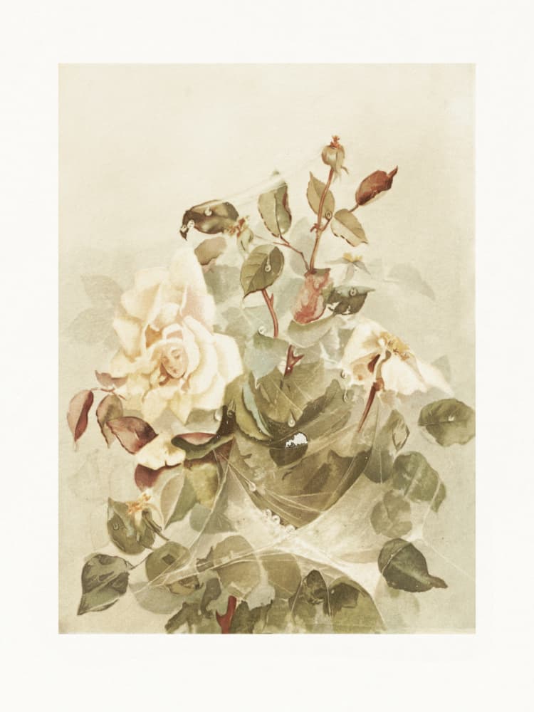 Pink Roses Seen Through Early Morning Dew