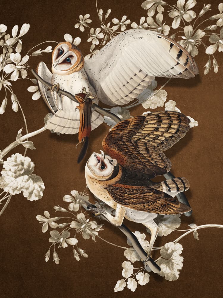 Elegant Barn Owls by Marja van den Hurk — canvas wall art