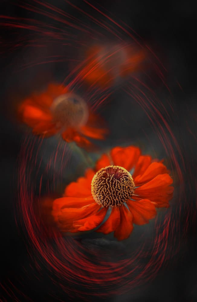 Red Swirling Blooms by Lydia Jacobs — canvas wall art