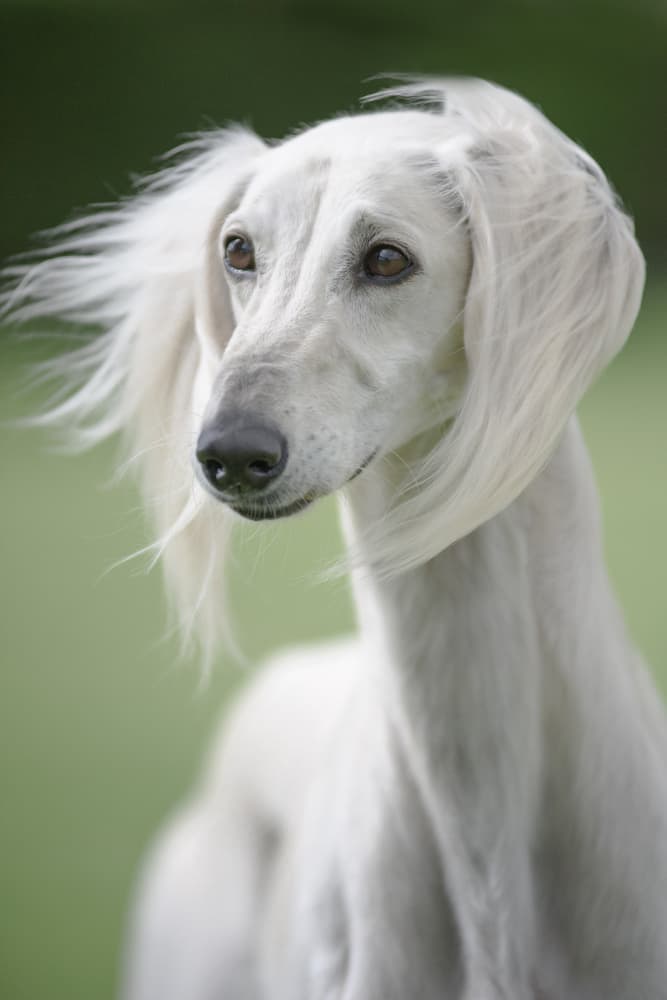 Graceful Saluki Portrait by Lisandro PEREZ — canvas wall art