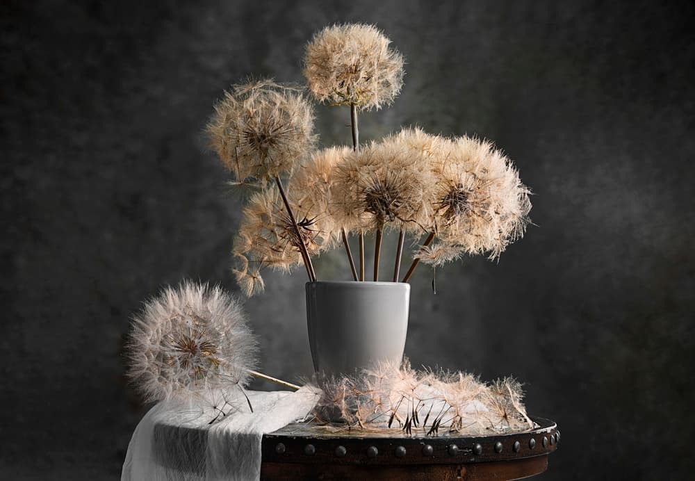 Delicate Dandelions