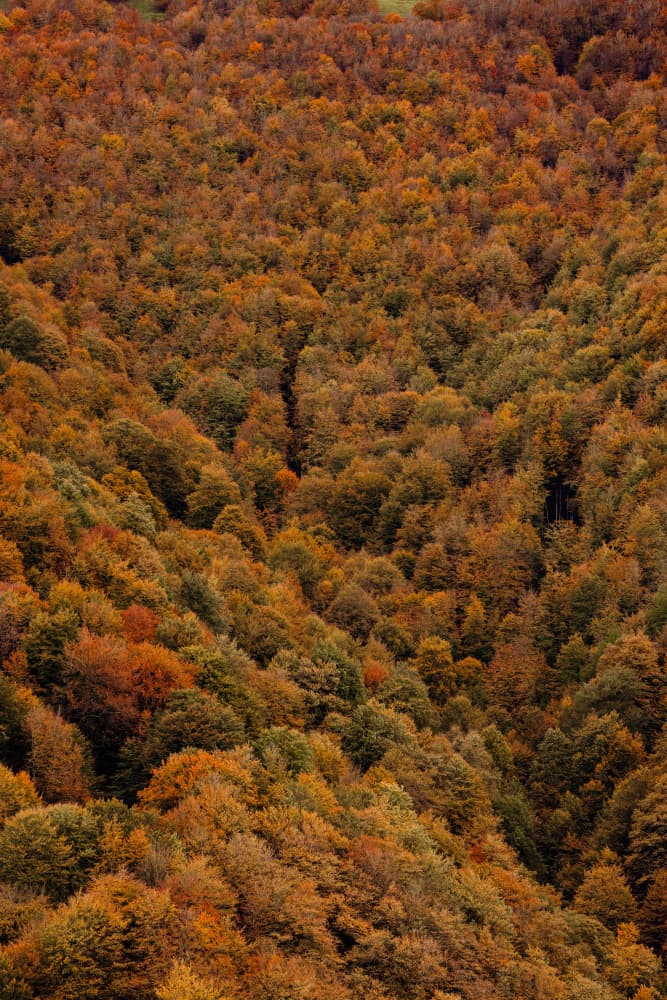Autumn Forest Valley by Javier Pardina — canvas wall art
