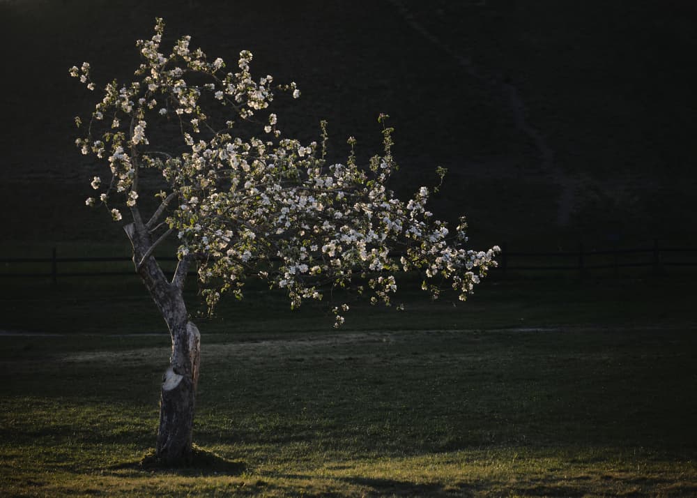 Spring Blossom Glow by Hamed Bank — canvas wall art
