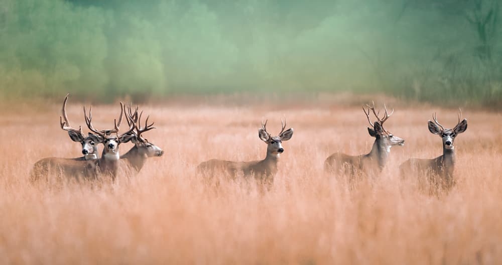 Deer In Tall Grass by Catherine Wang — canvas wall art