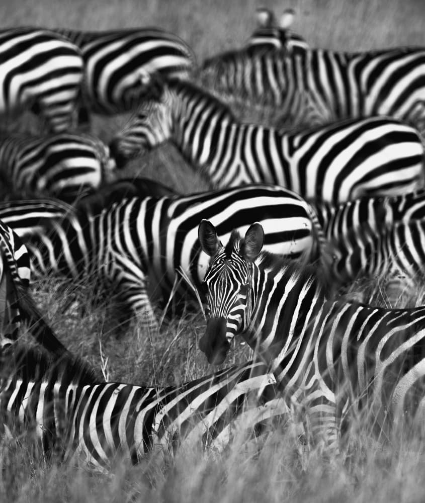 Watchful Zebra Herd by swapnil deshpande — canvas wall art