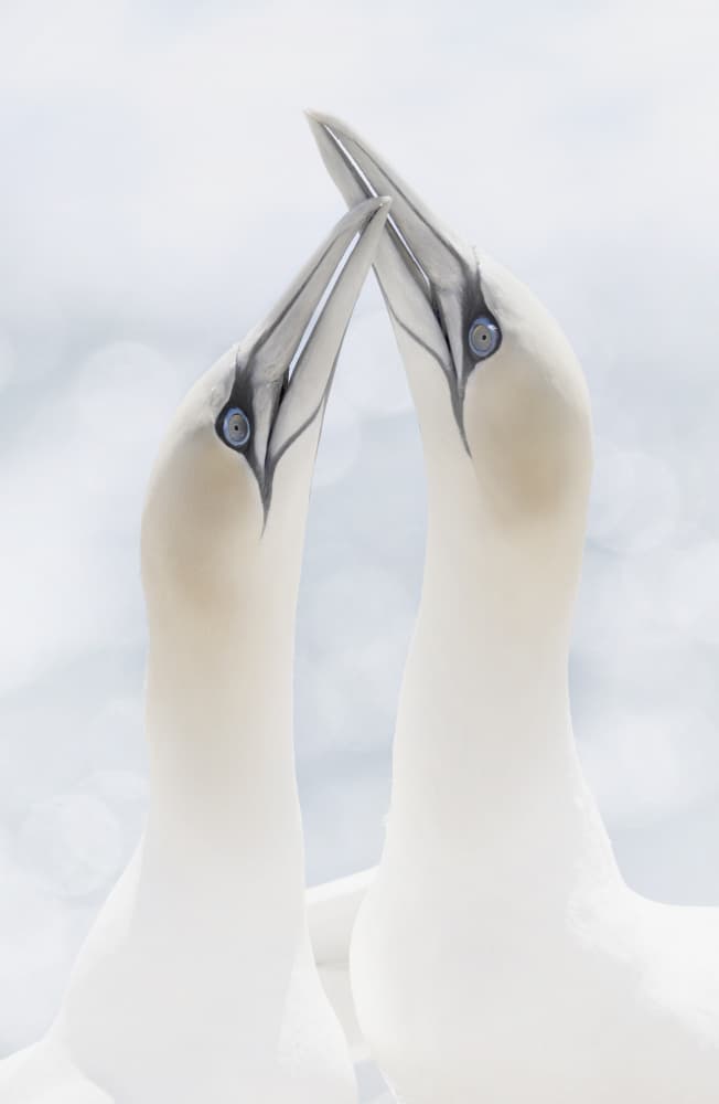 Gentle Gannet Embrace by Carles Just — canvas wall art