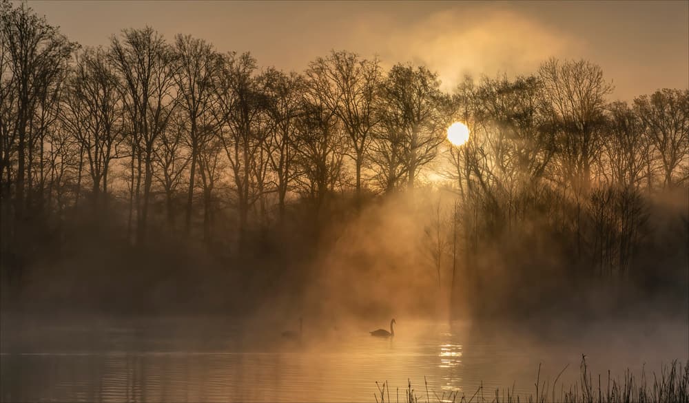 Golden Mist Swan by Chris Coenders — canvas wall art