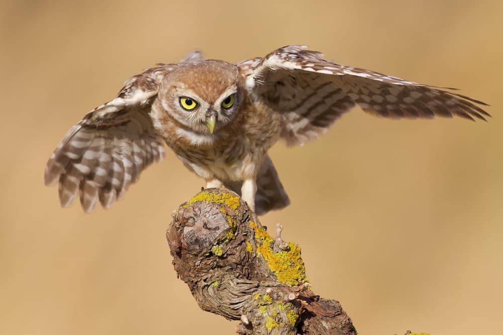 Alert Little Owl by David Manusevich — canvas wall art