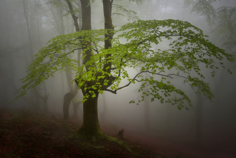Enchanted Misty Forest by Pedro Uranga — canvas wall art