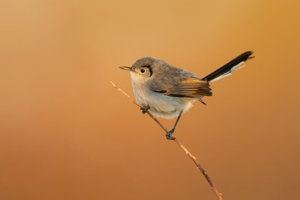 Golden Hour Gnatcatcher by Milan Zygmunt — canvas wall art
