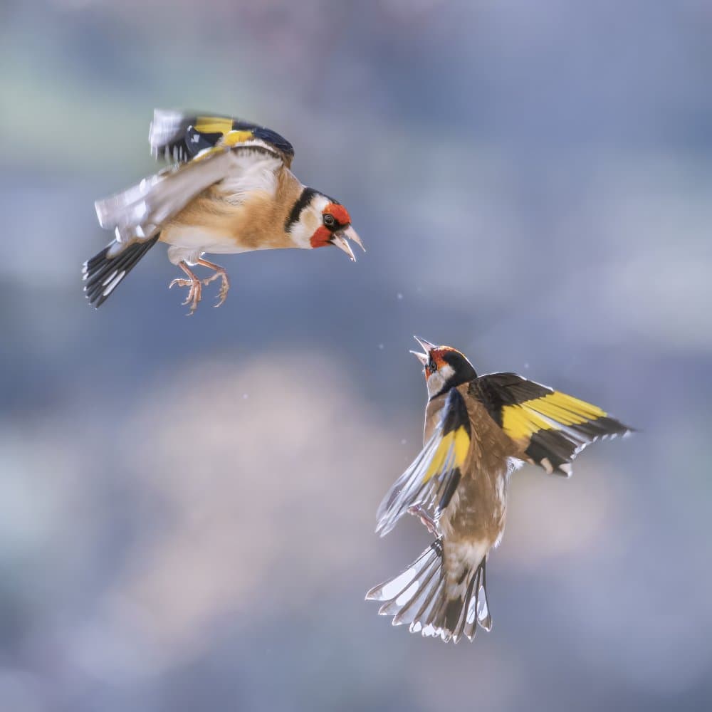 Dynamic Goldfinch Interaction by Martine Benezech — canvas wall art