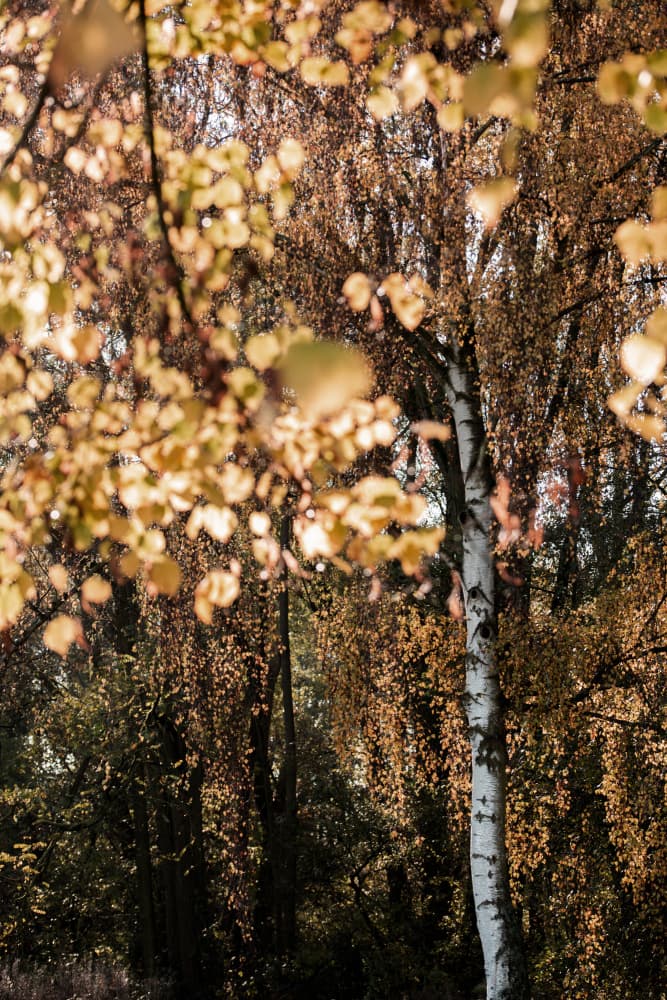 Autumn Birch Tree by Mareike Böhmer — canvas wall art