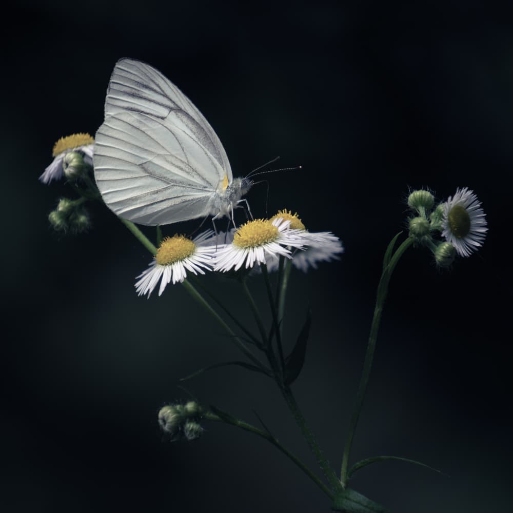 White Butterfly on Daisies by 市岡弘光 — canvas wall art