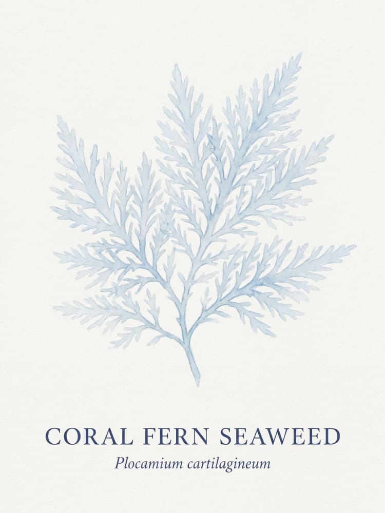 Blue Coral Fern by Andreas Magnusson — canvas wall art