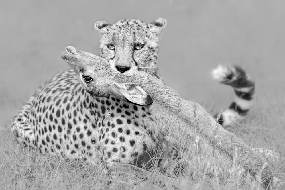 Cheetah With Prey by Jun Zuo — canvas wall art