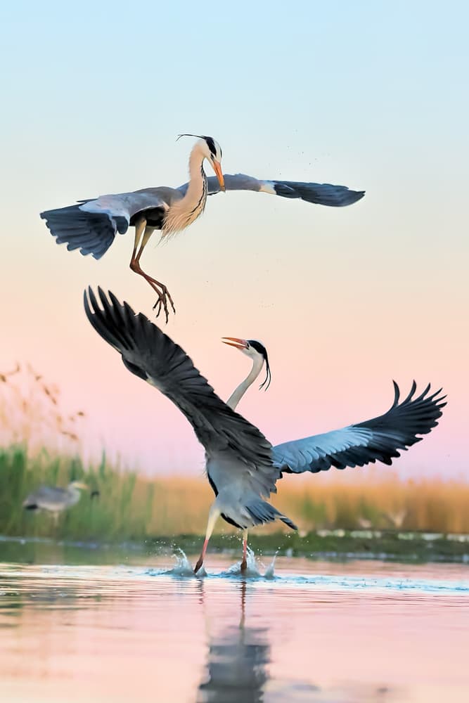 Herons Landing Softly by Jun Zuo — canvas wall art