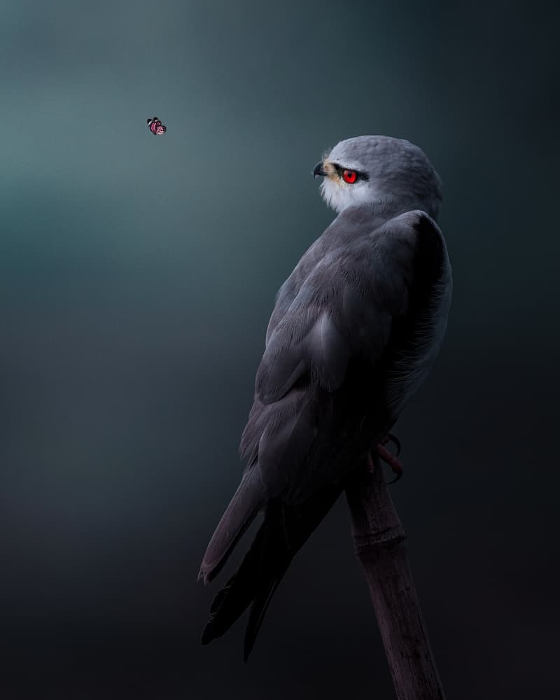 Intense Kite Gaze by Jayanta Guha — canvas wall art