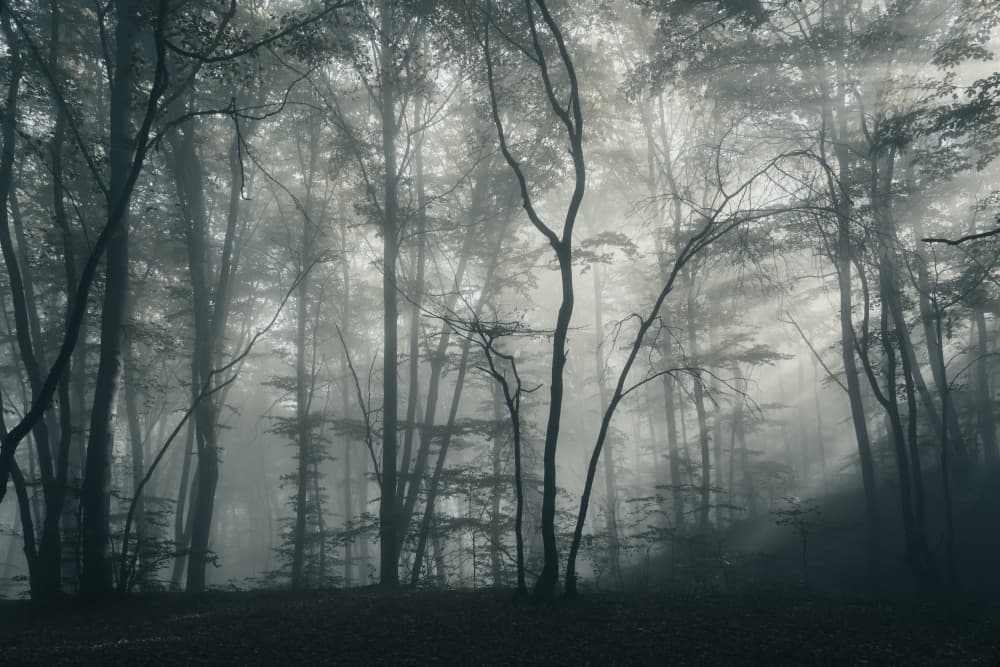 Misty Forest Light by Eduard Andrica — canvas wall art