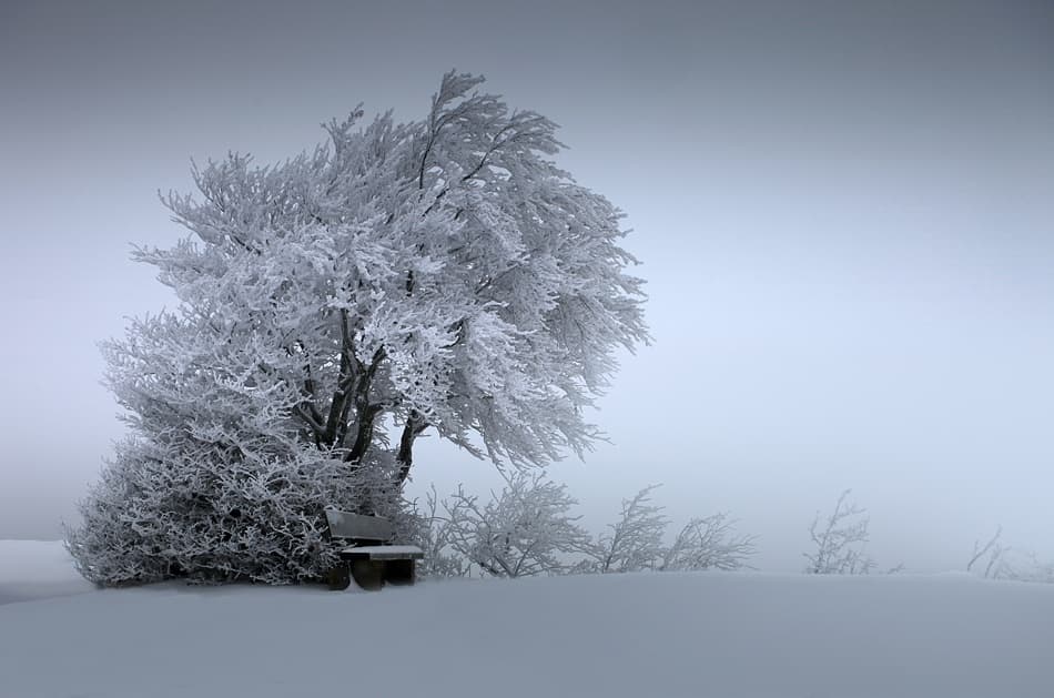 Frosted Tree Solitude by Nicolas Schumacher — canvas wall art
