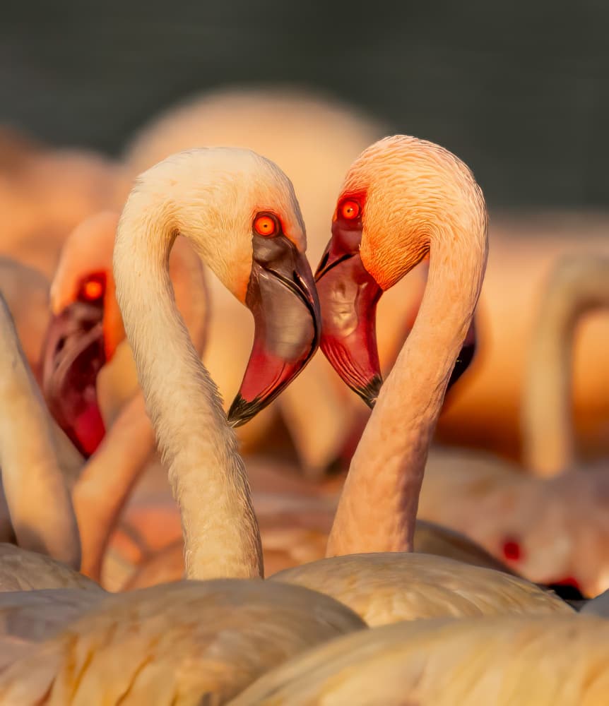 Flamingo Love by Gary Hu — canvas wall art