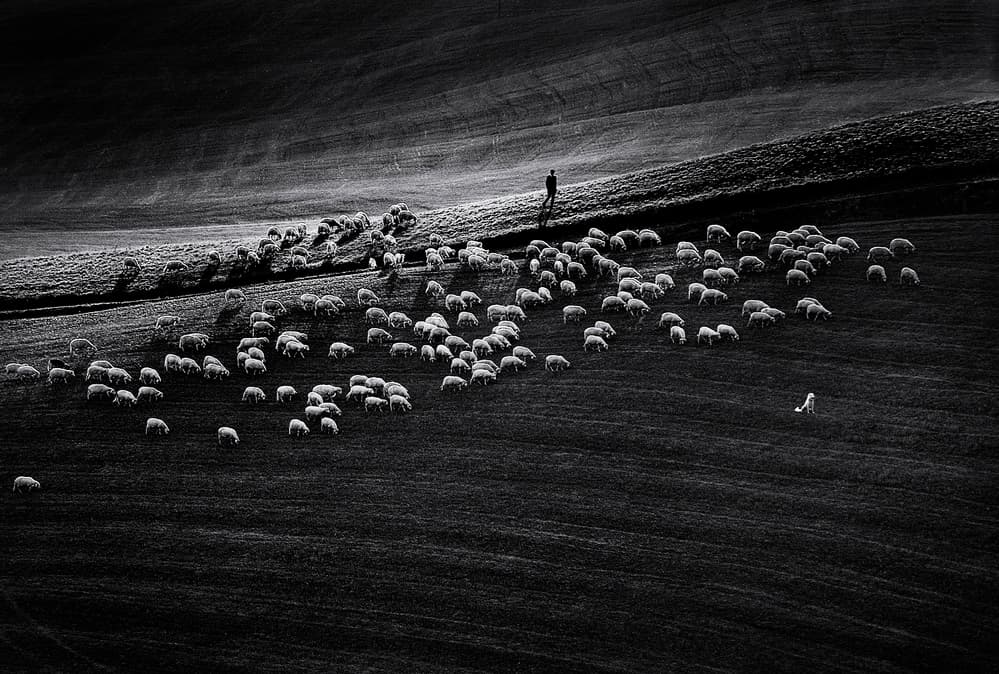 Shepherd And Grazing Sheep by Claudio Moretti — canvas wall art