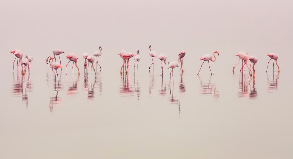 Pink Flamingos Wading by Ahmed Thabet — canvas wall art