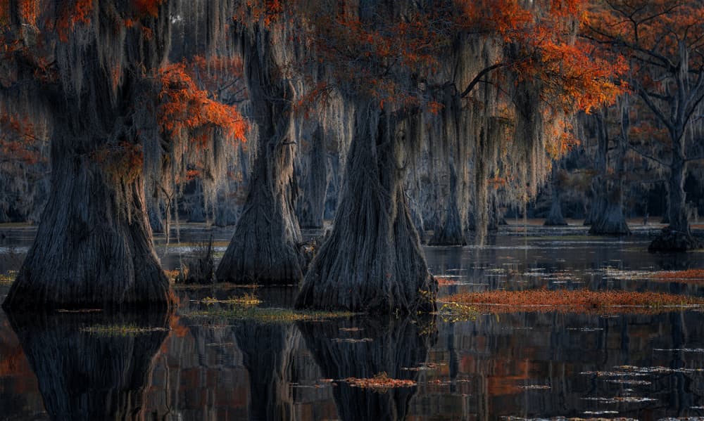 Autumn Cypress Swamp by Lydia Jacobs — canvas wall art