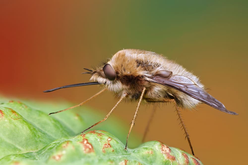 Fuzzy Bee Fly by Carles Just — canvas wall art
