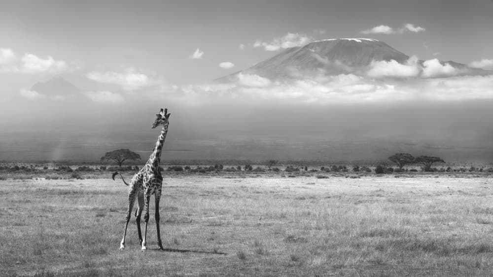 Giraffe Mount Kilimanjaro by Melinda Li — canvas wall art
