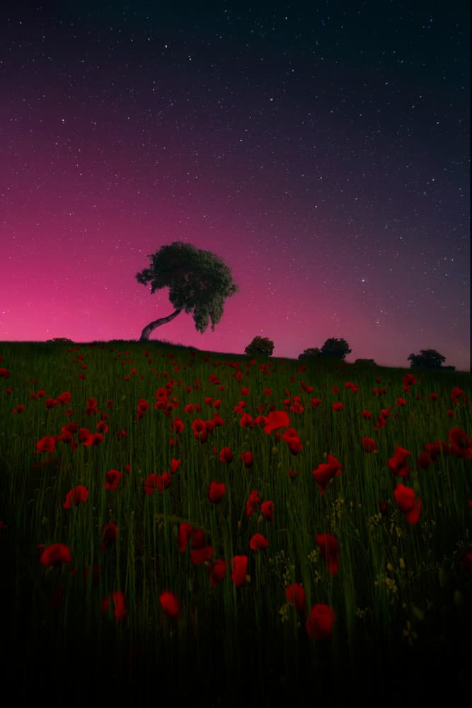 Magical Poppy Field Night by César Vega Toledano — canvas wall art