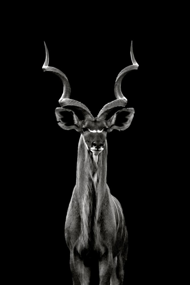 Majestic Kudu Portrait by Hannes Bertsch — canvas wall art