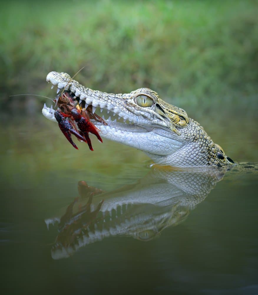 Crocodile Catching Crawfish by Fahmi Bhs — canvas wall art