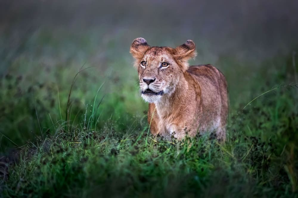 Watchful Savanna Lioness by Xavier Ortega — canvas wall art