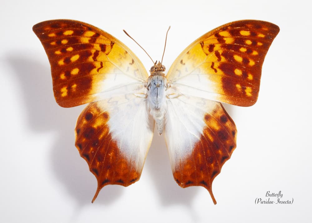 Vibrant Winged Beauty by Johan Botha "Sabie" — canvas wall art