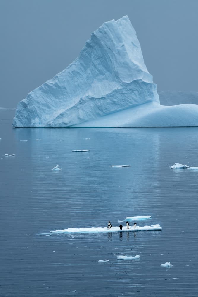 Iceberg and Penguins by Mei Xu — canvas wall art