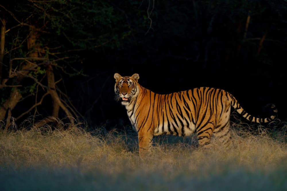 Wild Tiger At Night by Sumangal Sethi — canvas wall art