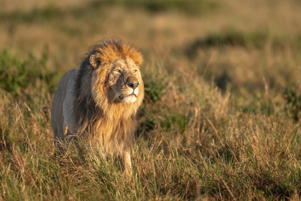 Majestic Golden Lion by Jeffrey C. Sink — canvas wall art