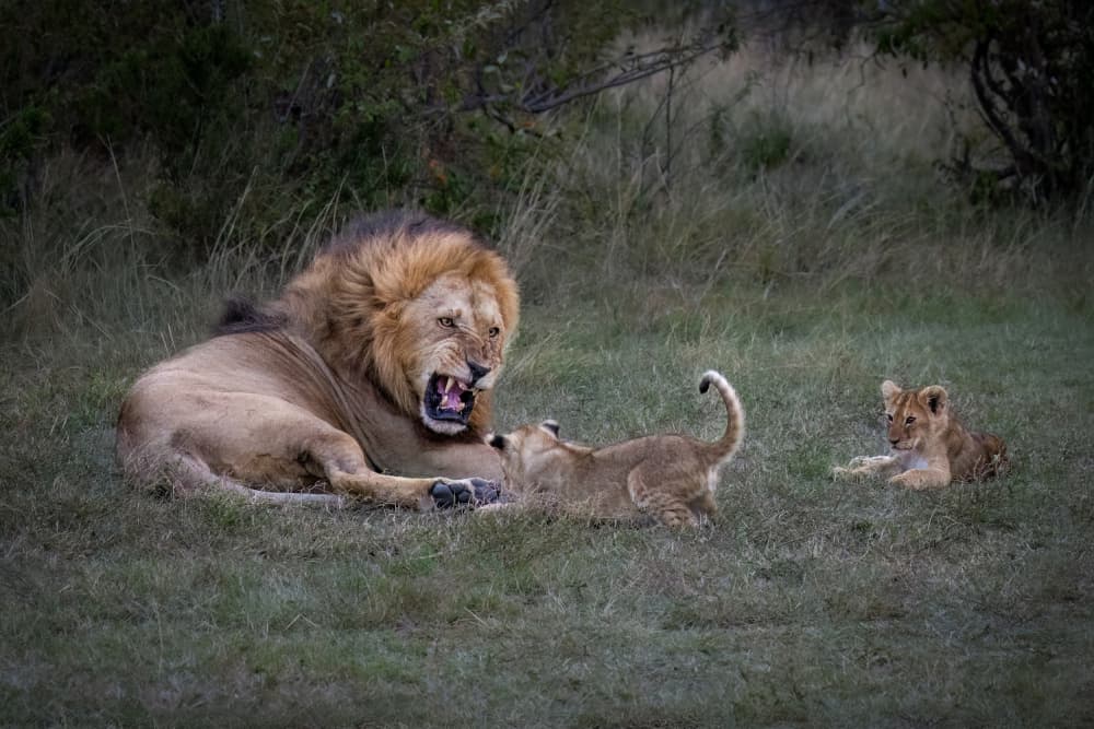 Lion and Playful Cubs by Mark Strom — canvas wall art