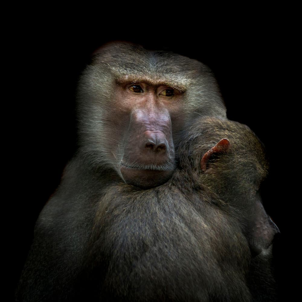 Baboon Mother And Baby by Vitor Martins — canvas wall art