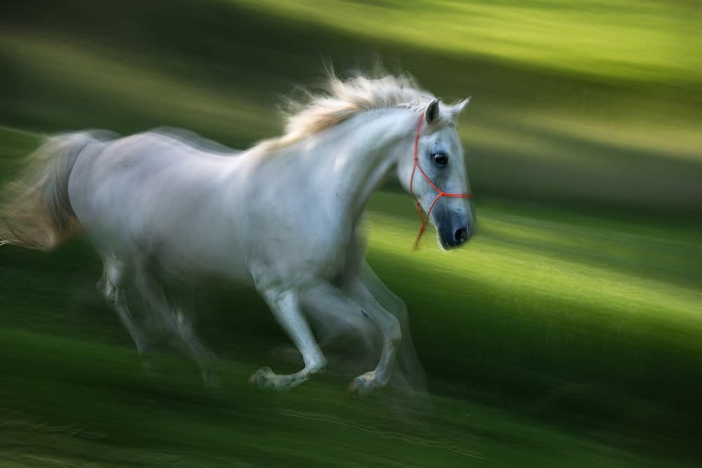 Galloping White Horse by Milan Malovrh — canvas wall art