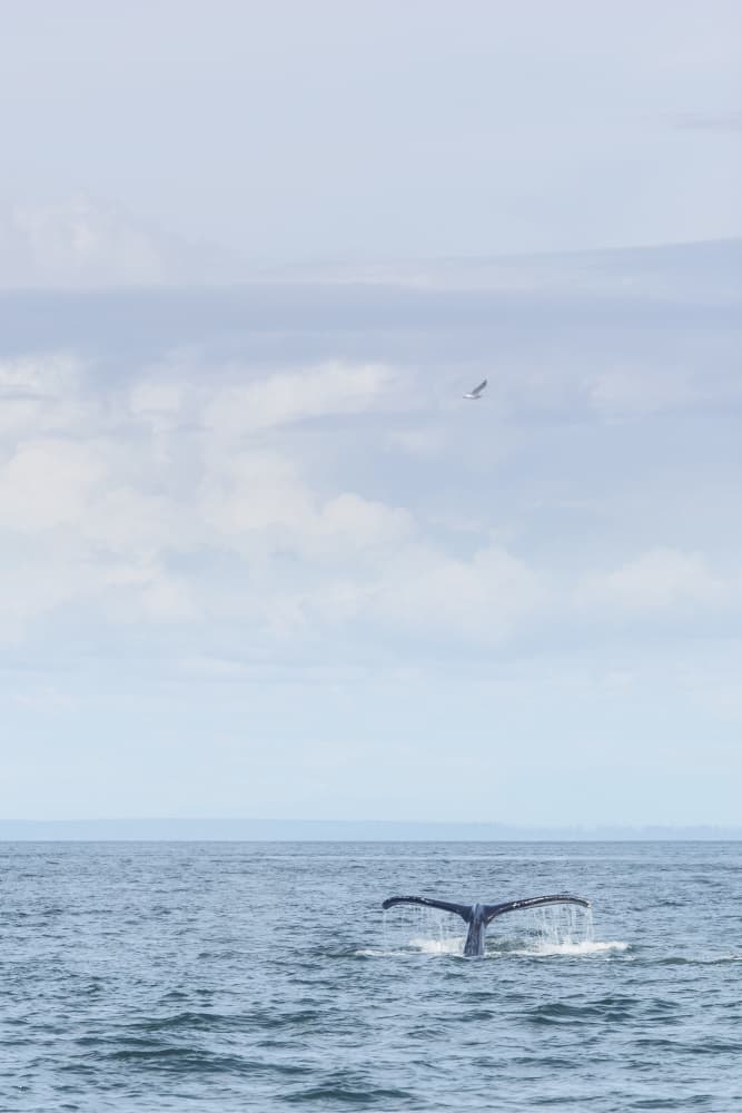 Whale Tail Dive by Lynann Colligan — canvas wall art