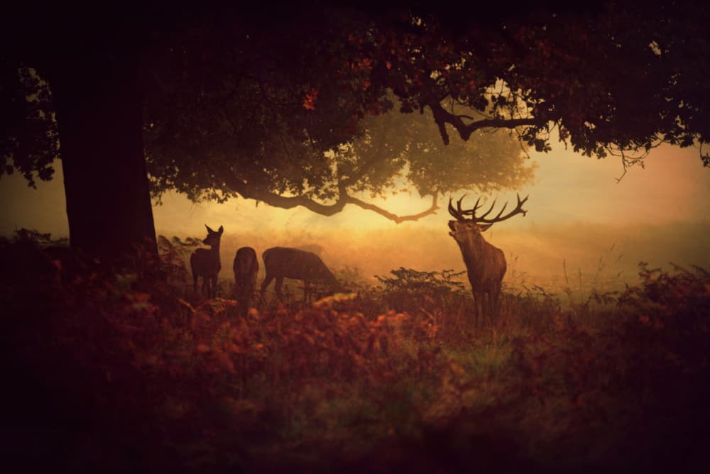 Majestic Stag Bellowing At Dawn by Robert Fabrowski — canvas wall art