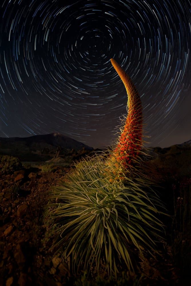 Desert Bloom Star Trails by César Vega Toledano — canvas wall art