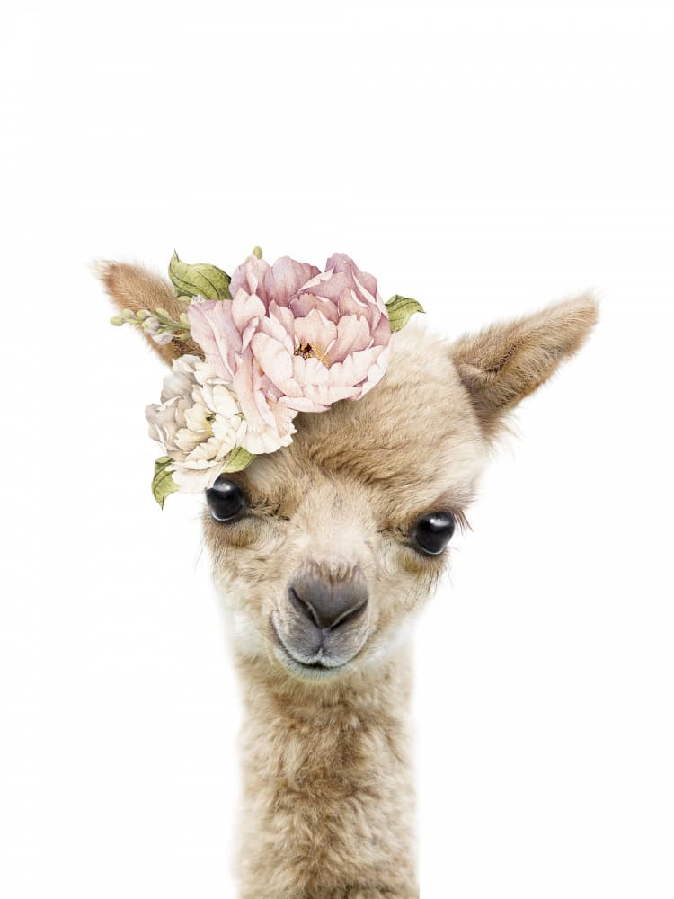 Baby Alpaca Floral Crown by Lila &amp; Lola — canvas wall art